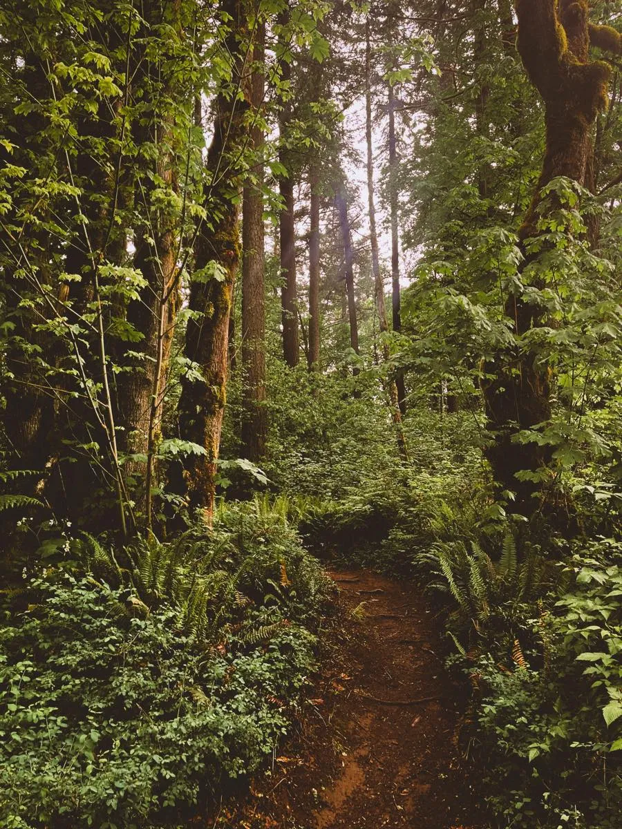 Forest path surrounded by green Pacific Northwest trees